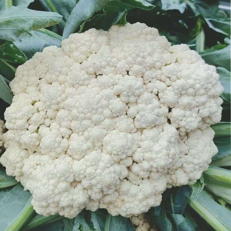 新鲜蔬菜花菜青梗白面花菜散花菜松花菜花椰菜农家散花菜3/5/8斤 精品