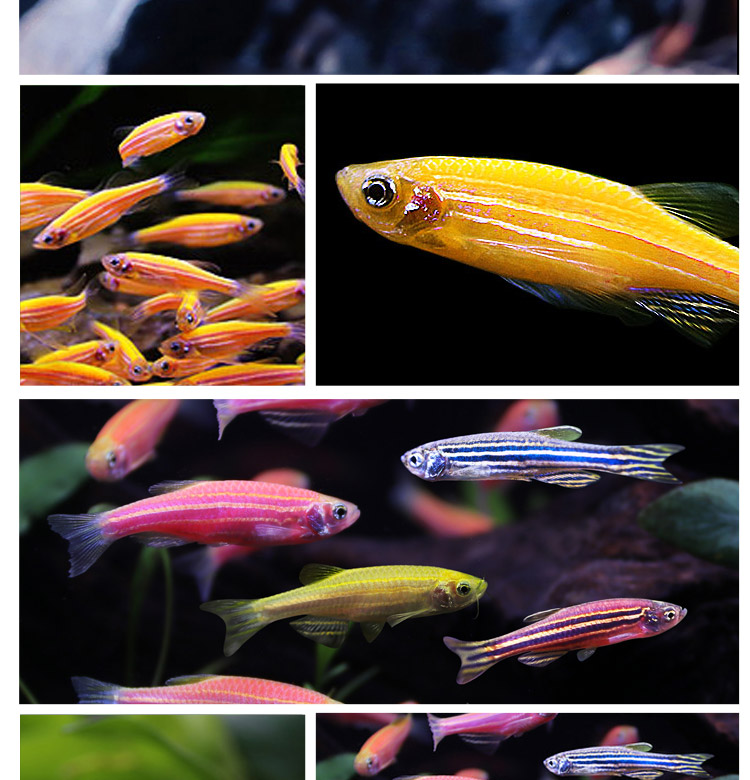 观赏鱼小型热带鱼斑马鱼活体绿翡翠糖果斑马淡水鱼练手鱼冷水鱼 柠檬