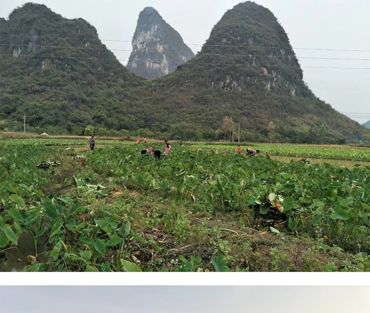 青樱红荔【酒店专用】正宗广西头新鲜现挖槟榔芋香芋一级大个粉糯 36