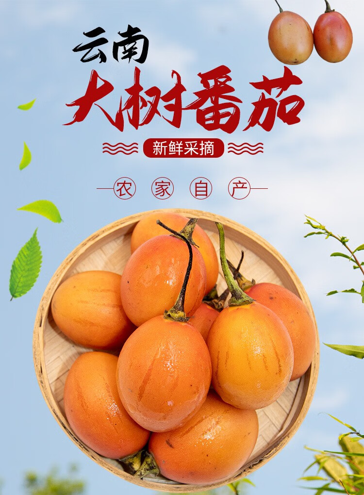 云南大树酸茄新鲜鸡蛋果 树番茄食用圣女果洋酸茄特色蔬菜 精选中大果