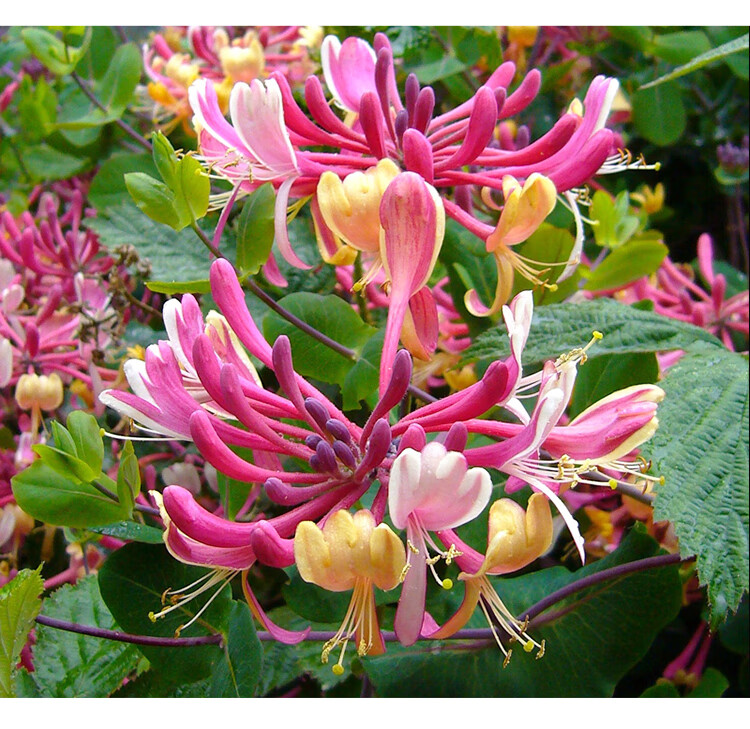 春瑞金银花京九红盆栽花苗 藤本花卉庭院花园耐寒爬藤植物 带盆栽好