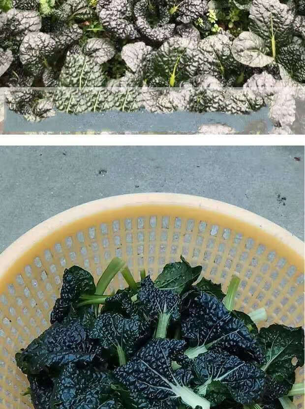 北方蔬菜新鲜黑白菜 泡泡青菜乌塔菜霜冻小黑菜 产地直发新鲜 5斤超值