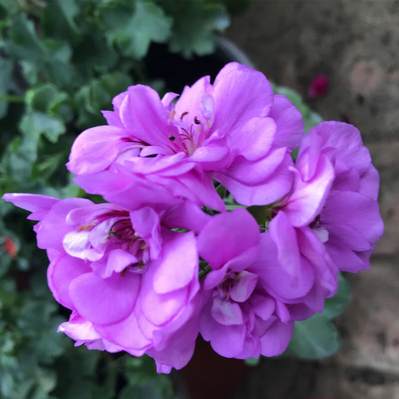 垂吊天竺葵盆栽重瓣花卉庭院阳台四季开花不易断观赏花卉带花发货花