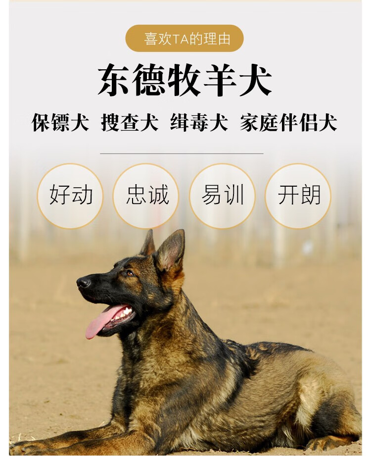 純種東德牧羊犬德國牧羊犬德牧幼犬活體幼犬大型犬純種警犬幼犬北京