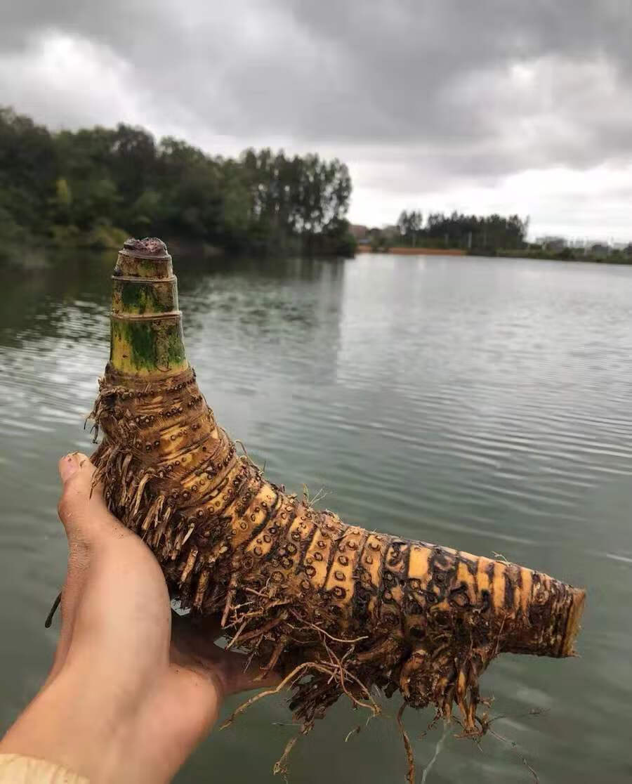 老桩根苗室内外勒竹子花园庭院绿植盆栽耐寒竹头精品10年大桩头不含盆