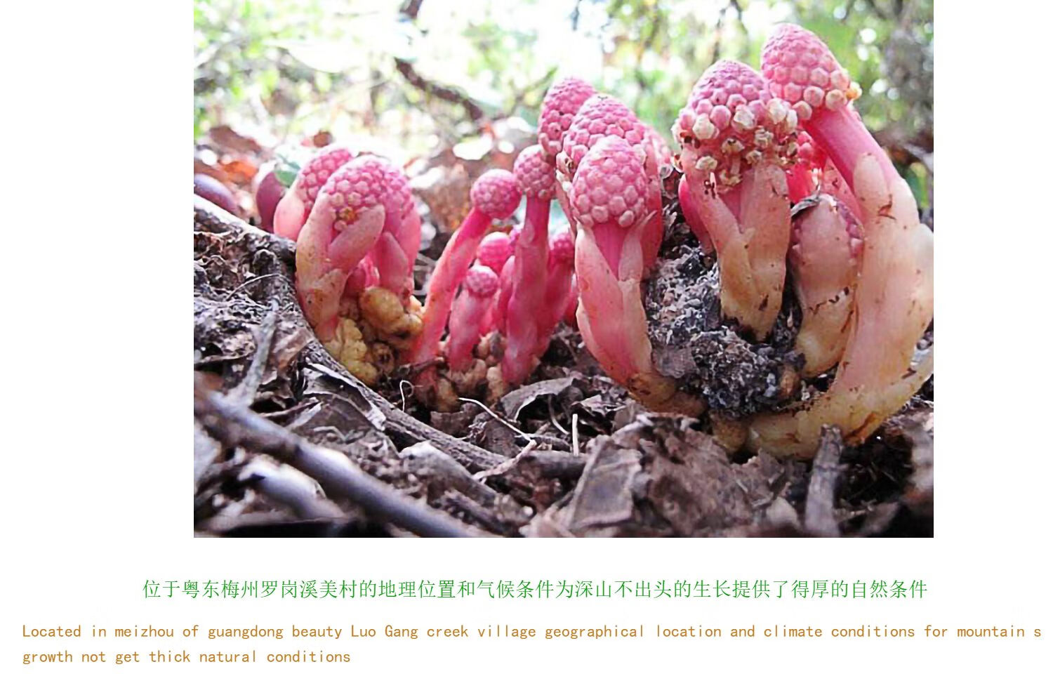 仕联小号正宗深山不出头中药材葛菌丛蓉中草药葛藤菌地重楼石上莲独角