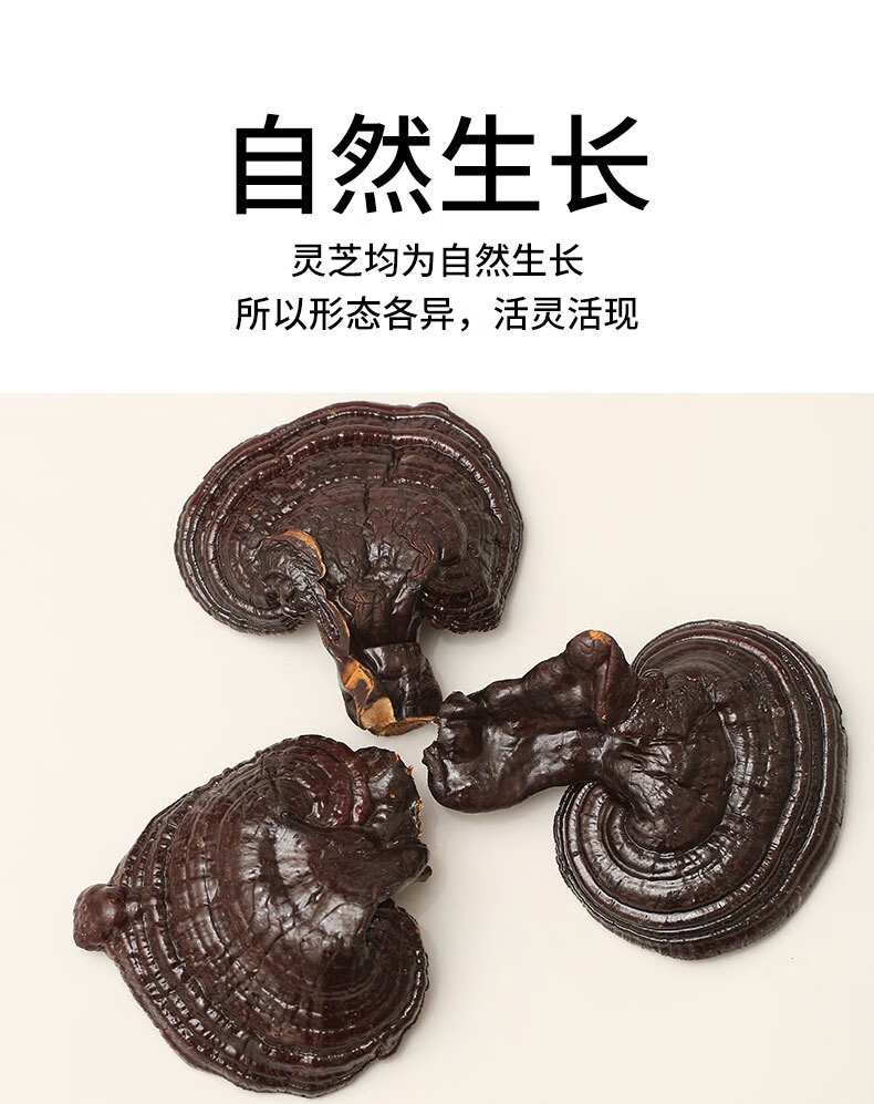 京选优品官方旗舰紫灵芝500g长白山野生芦阳芝一斤装紫芝赤芝整枝切片