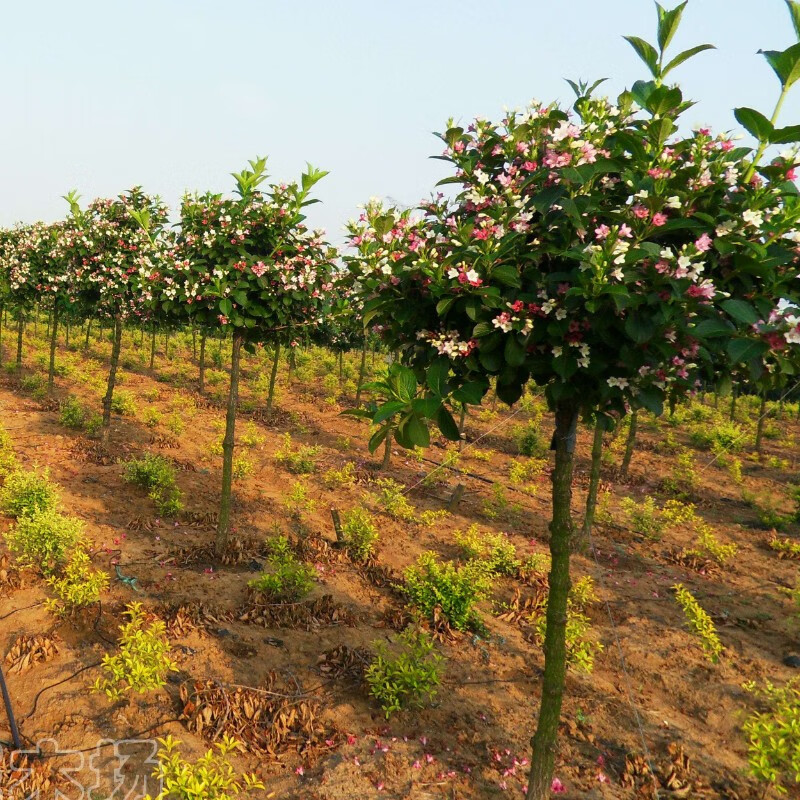 庭院绿化树种红王子锦带花苗花叶锦带五彩锦带花树苗锦带花苗盆栽 独