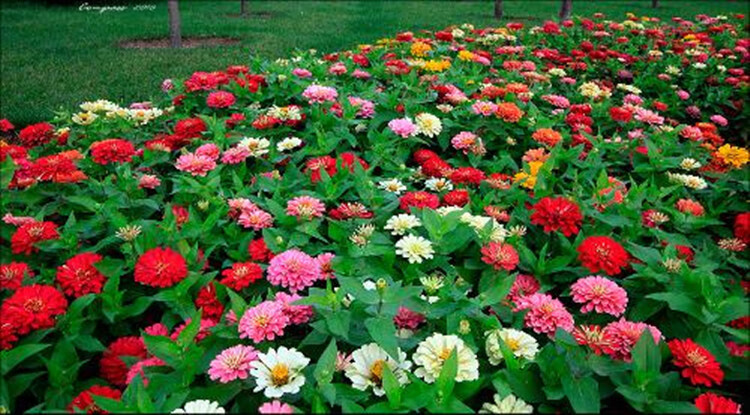 百日草花大色艳,开花早,花期长,株型美观,可按高矮分别用于花坛,花境