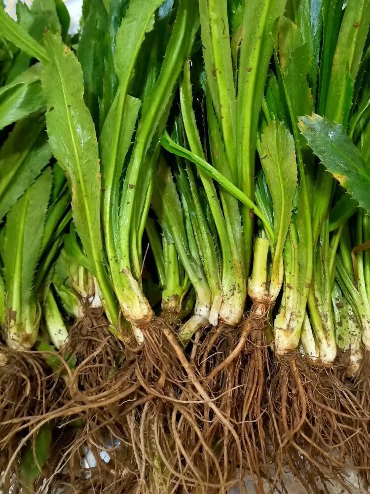 1斤带根老缅芫荽可种新鲜有根大香菜刺芹货量少精品蔬菜100克500克