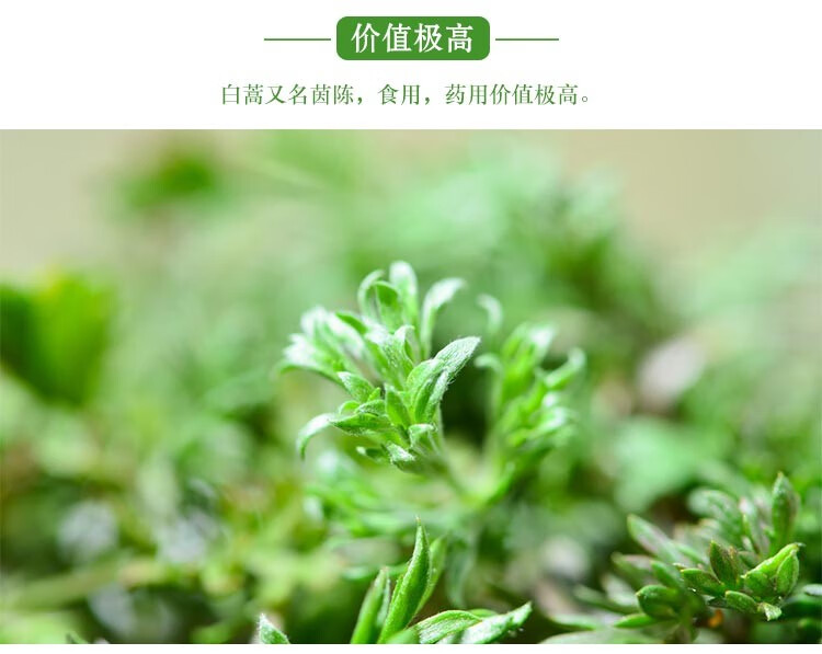 【官方旗艦】精選天然現摘挖新鮮野菜白蒿二月茵陳蒿根苗食材 1500g