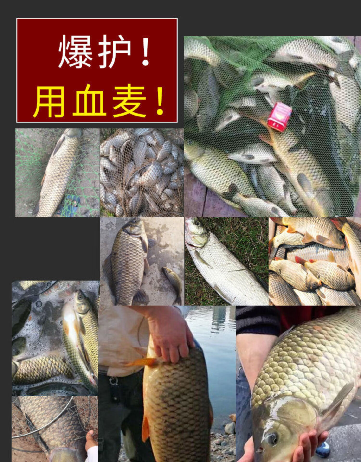 釣魚麥子麝香魚餌料顆粒鮮玉米掛鉤野釣競技窩料酒米鯽魚鯉魚草魚酒