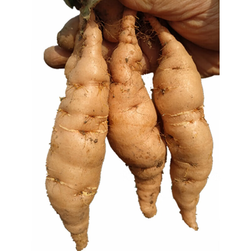 新鲜地黄地髓随怀熟生地黄根种子河南焦作榨汁现挖5斤装