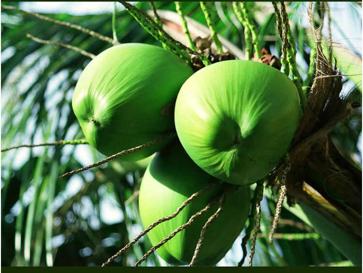 展卉泰国进口小黄鸭椰青9粒单果重800g以上清甜水多新鲜水果青椰子