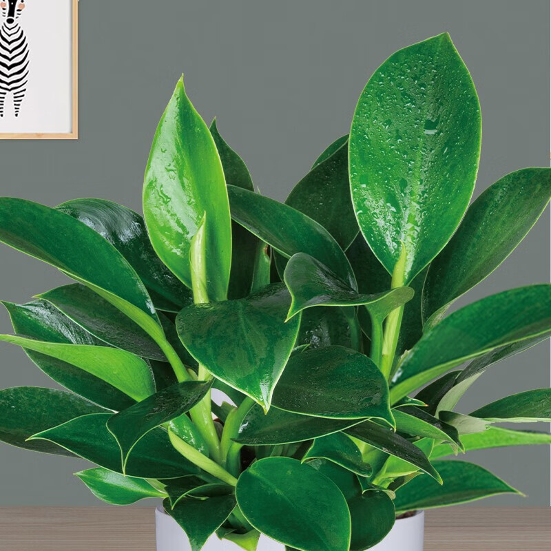 绿公主盆栽植物大叶金钻办公室内好养四季常青花卉桌面绿植盆栽金钻半