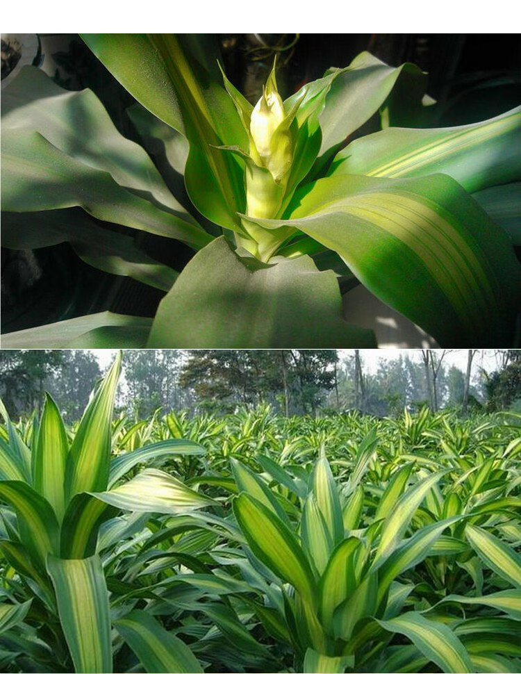 巴西铁中大型美人金心也门铁盆栽香龙血树常青大盆绿植真花巴西木美观