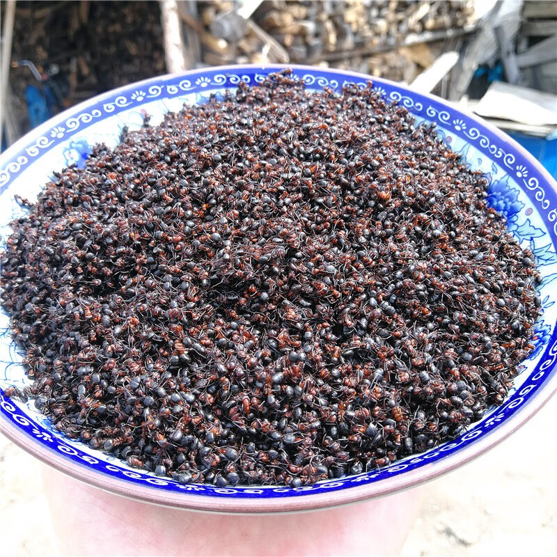 正宗长白山野生红蚂蚁新鲜500克 个大干净新货泡酒料 这个货真好