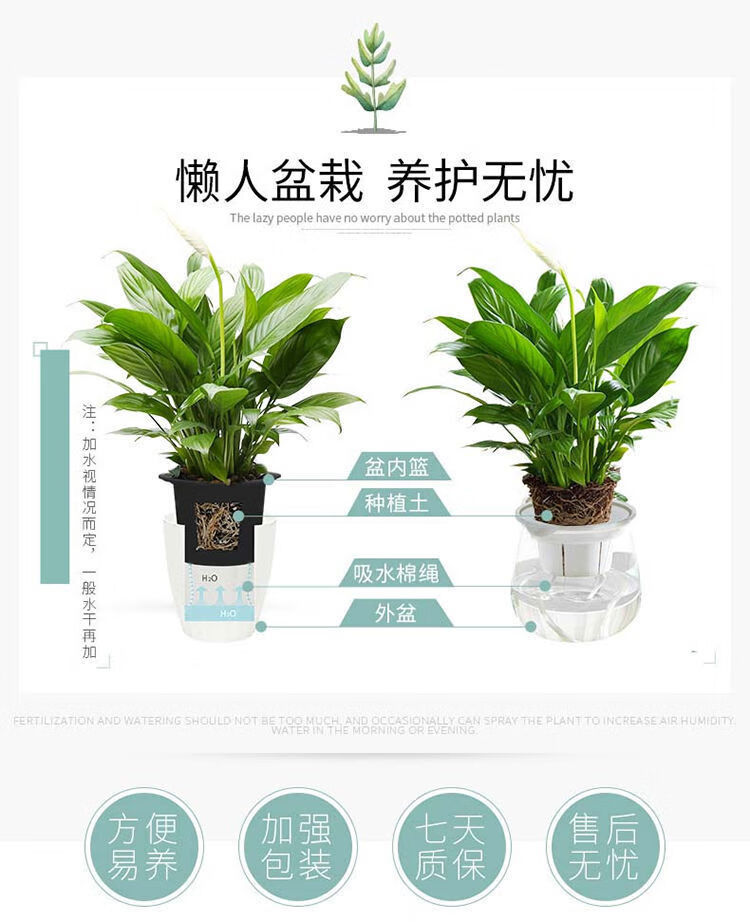 白掌一帆风顺水培土培绿植防辐射除甲醛红掌客厅办公室花卉盆栽好