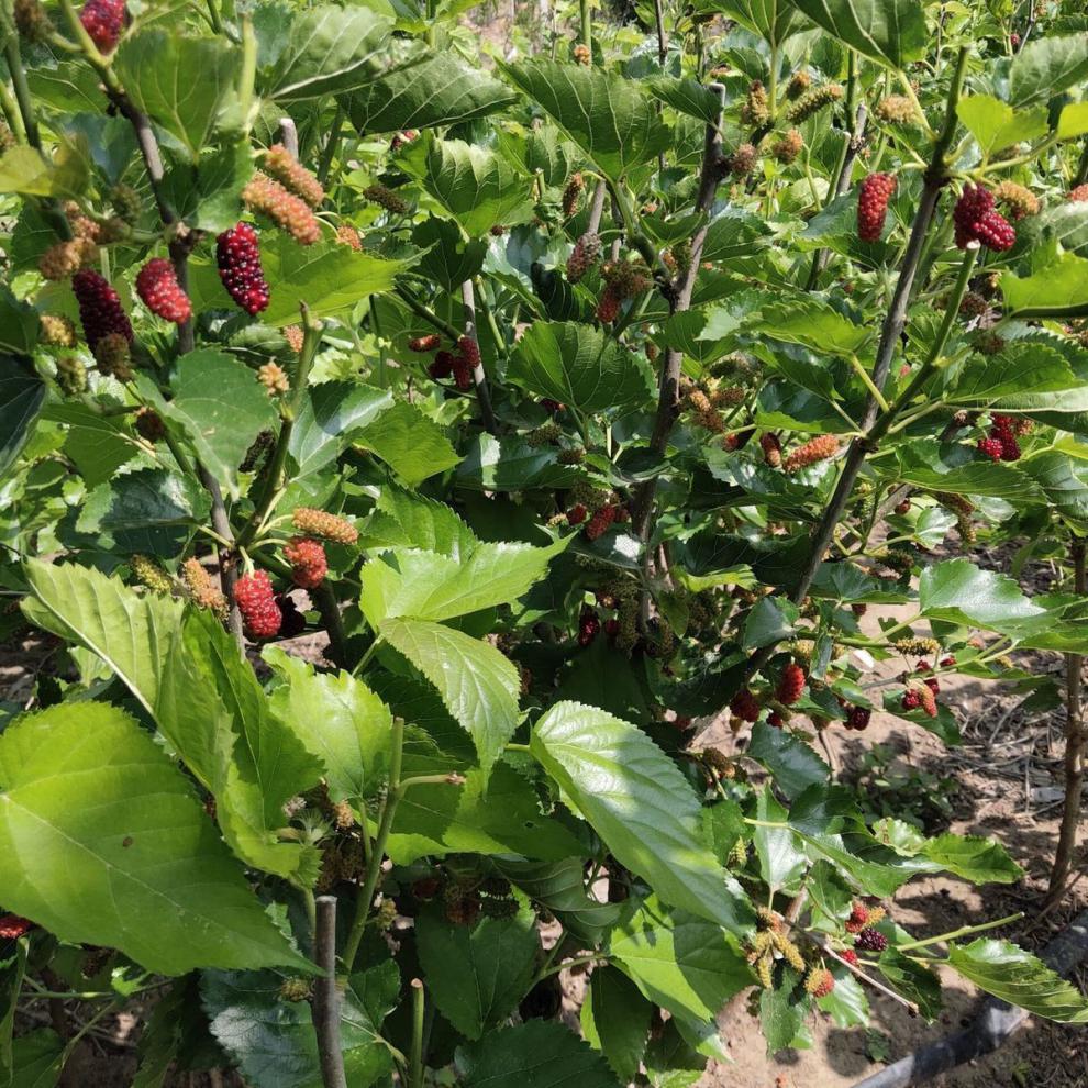 桑葚树苗桑树苗盆栽地栽南方北方庭院种植当年结果四季果桑果树苗 四