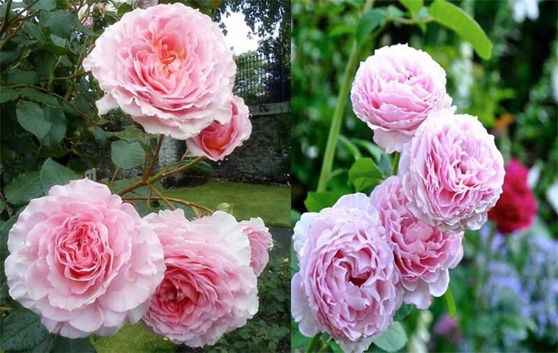 花仙知詹姆斯高威藤本月季花大苗阳台庭院耐阴爬藤玫瑰蔷薇四季植物大