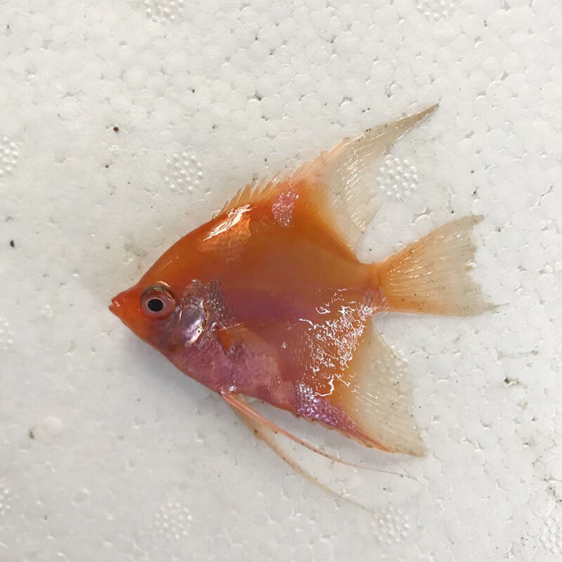 德系黑眼净版红魔鬼燕鱼神仙鱼热带观赏鱼活体鱼苗包运损 4-5厘米4条