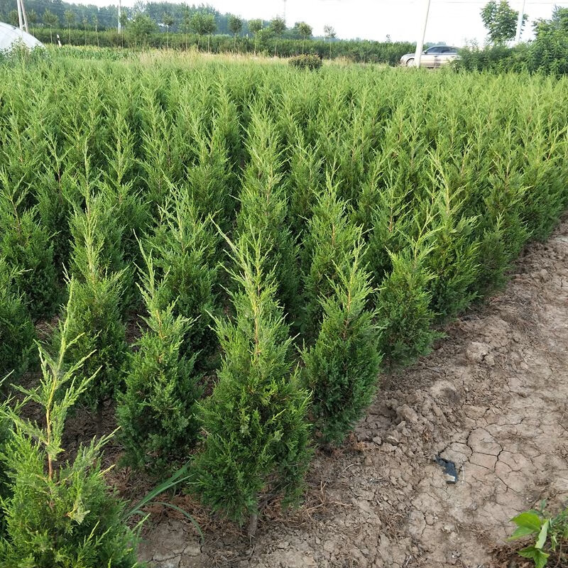 綠化苗木寶塔松風景樹南北方種植易成活柏樹高度2225米1棵帶土球發貨