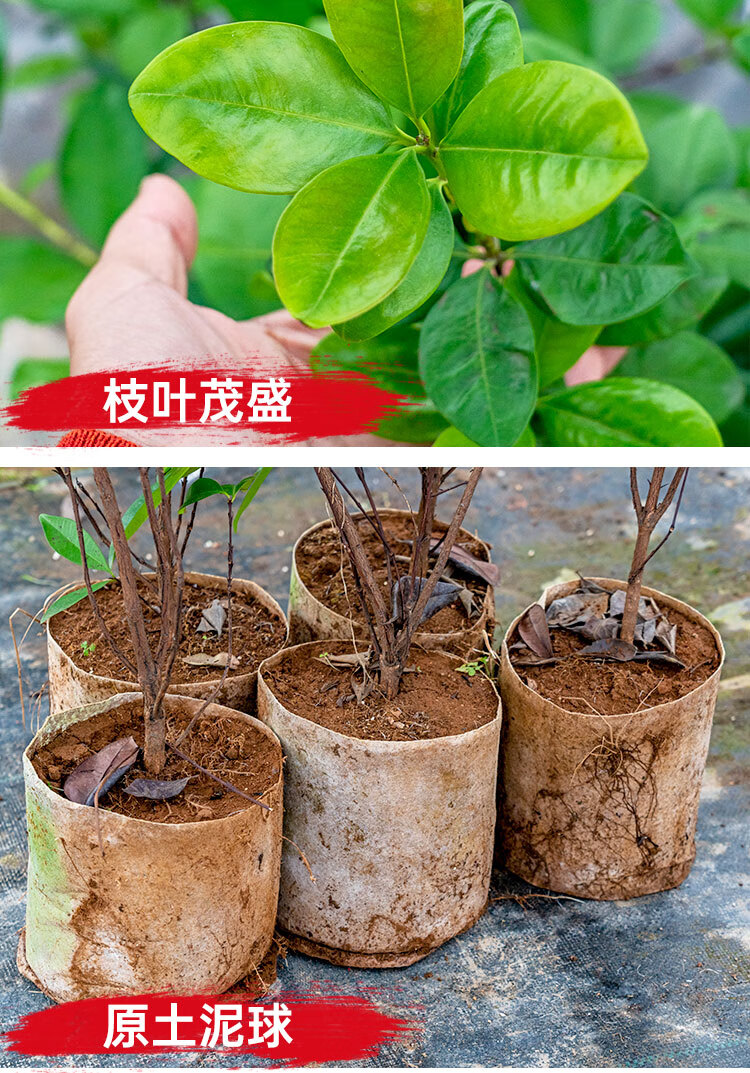 巴西樱桃树苗大车厘子果树苗盆栽地栽带土南北方种植当年开花结果