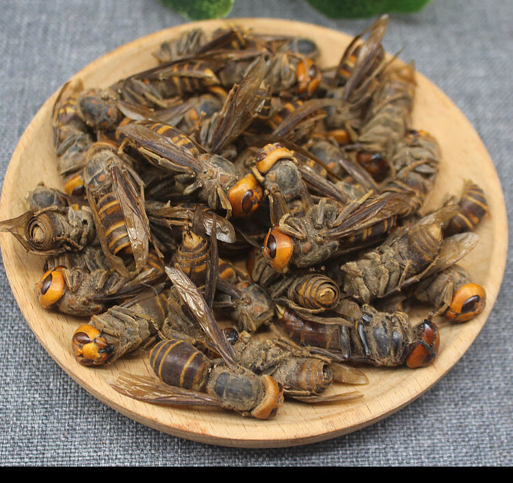 虎头大马蜂 胡蜂 黄蜂 虎头蜂 葫芦蜂 金环大马蜂 中药材男性泡酒 30