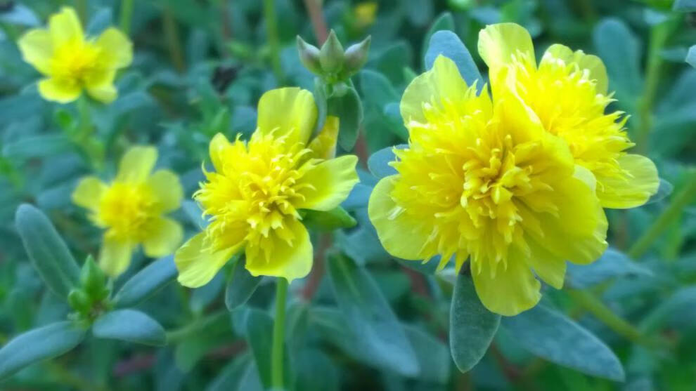 重樓大花馬齒莧太陽花苗全重瓣宿根闊葉寬葉混色花卉陽臺盆栽花苗