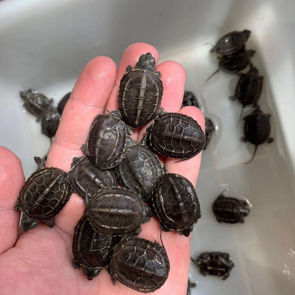 顶墨龟苗活体小乌龟外塘宠物黑腹观赏龟全黑情侣一对中华草龟一只母