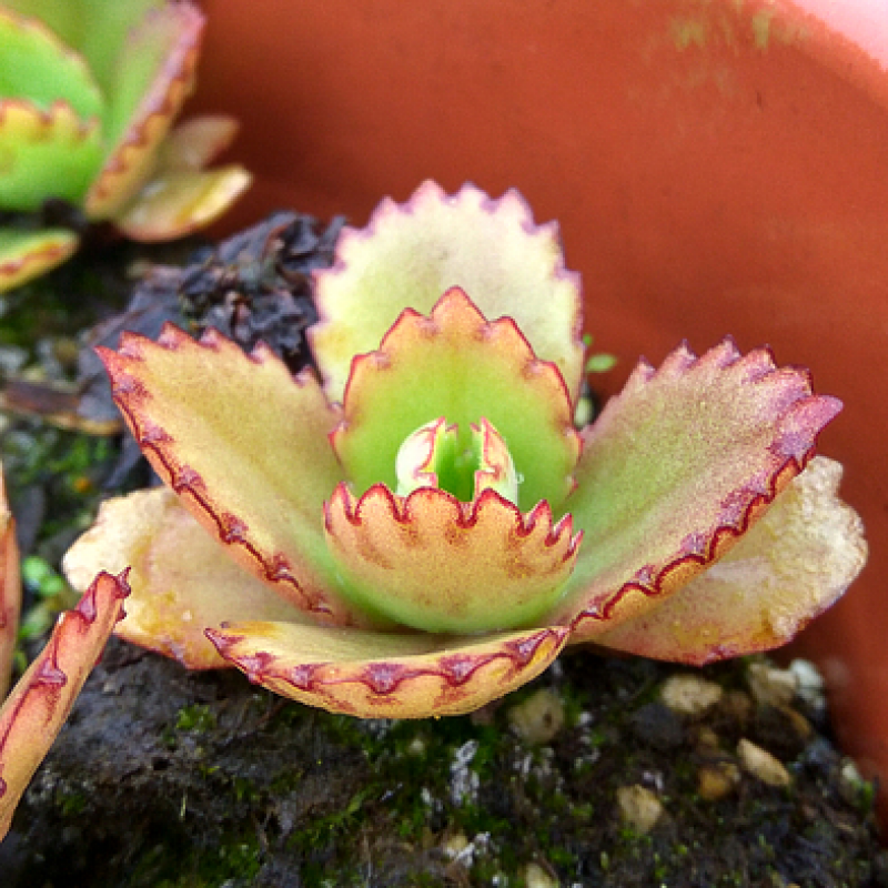 左漫源宽叶 窄叶 棒叶不死鸟 不死鸟锦 蕾丝公主多肉植物园艺盆栽