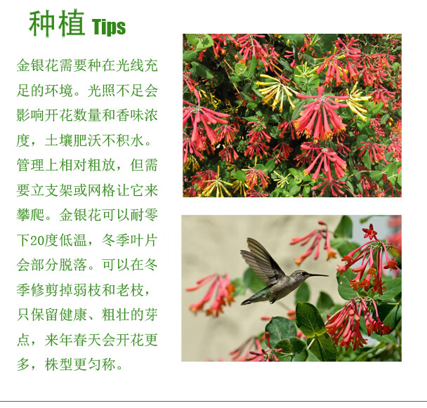 金银花苗耐寒爬藤植物浓香多季节开花庭院花园盆栽花卉3年美国丽人不