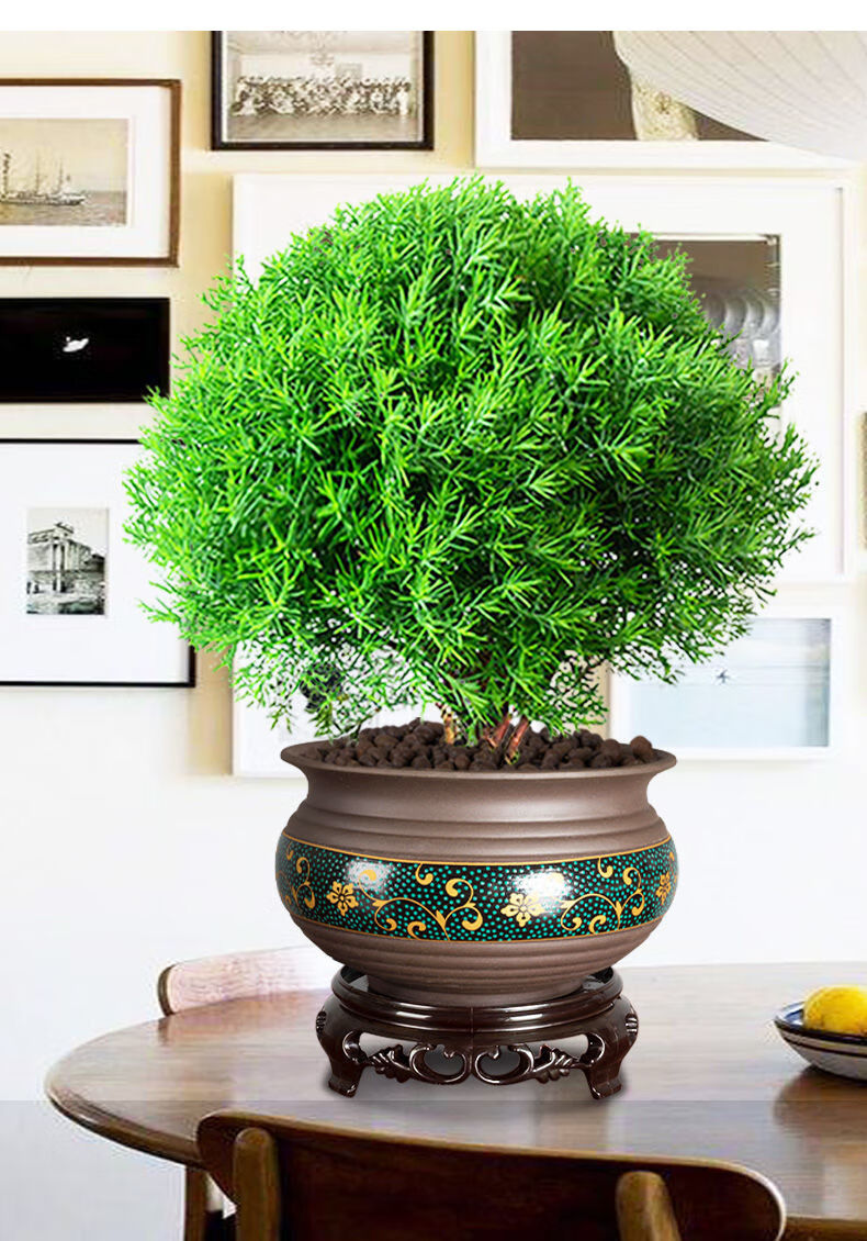 雾松盆栽植物室内花卉雾凇盆景办公室桌面观叶绿植吸甲醛易活好带采缇