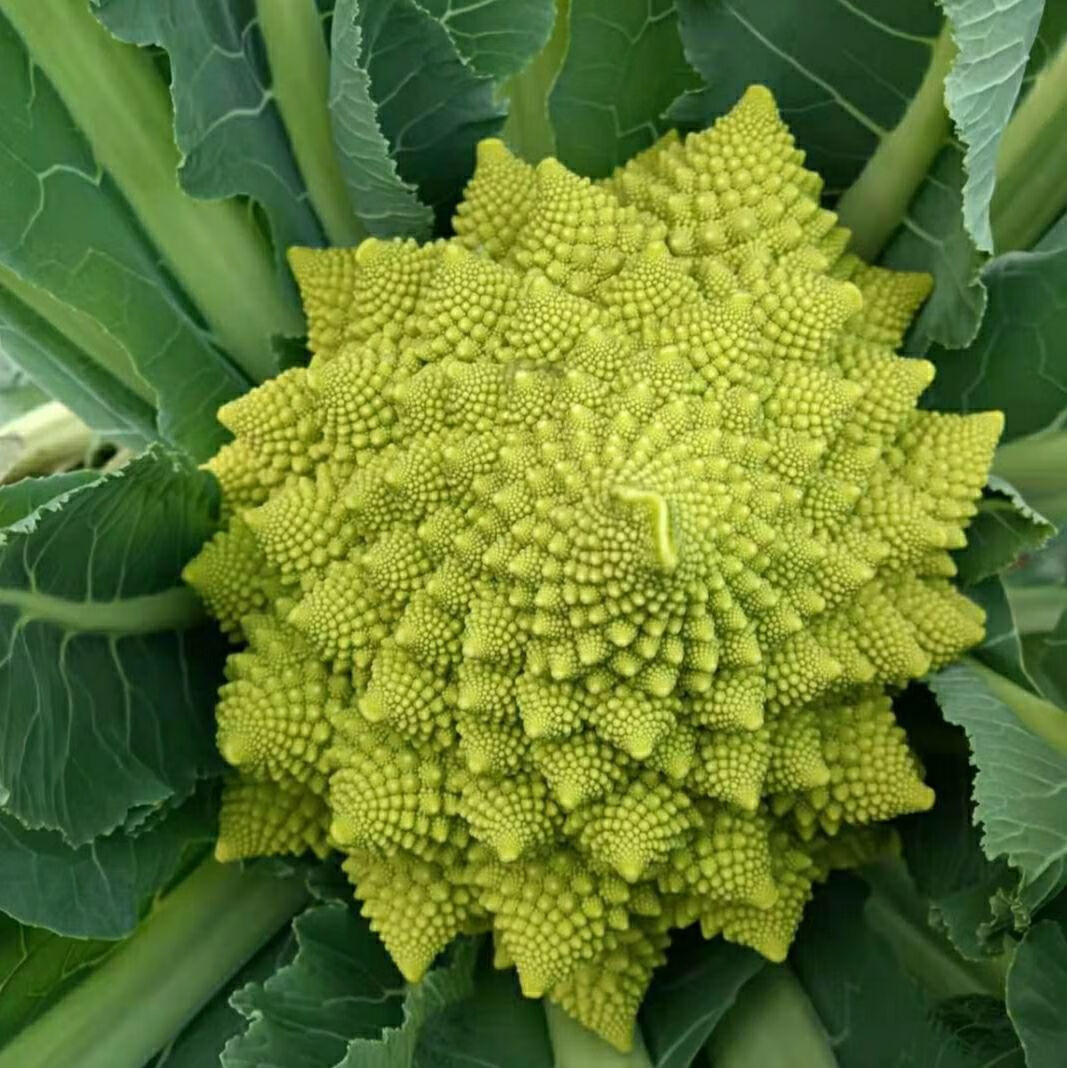 新鲜宝塔菜新鲜蔬菜罗马花椰菜青宝塔花菜菜花现砍现发23个3斤左右