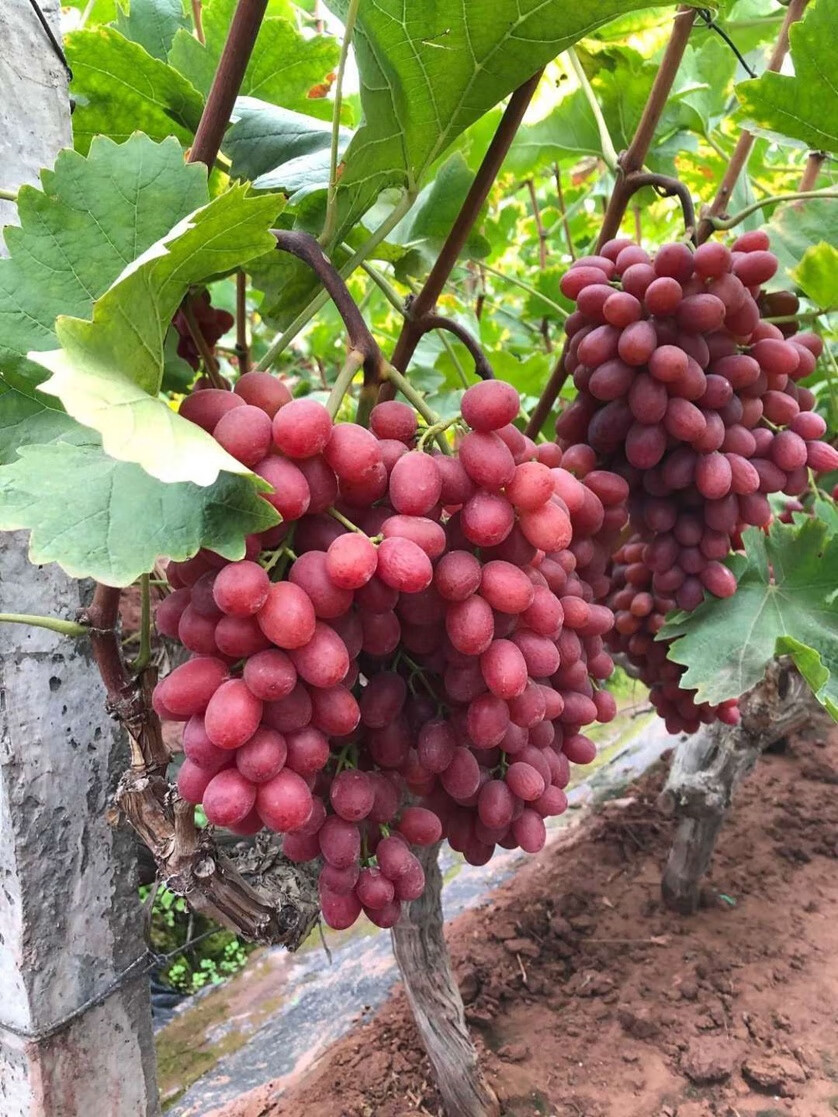 果】新疆玻璃脆葡萄玻璃翠新鲜水果当季整箱无核嘎嘣脆红提5斤顺丰甜