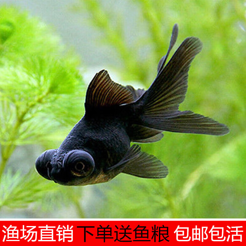 黑龍魚冷水觀賞魚蝶尾龍睛群游魚大眼魚易活魚淡水寵物魚金魚活魚頂紅