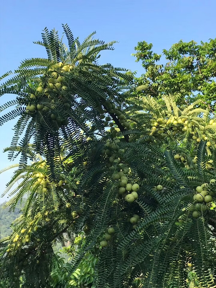 油甘果新鮮採摘牛甘果 2斤裝/3斤裝 滇橄欖果油甘果 5斤裝