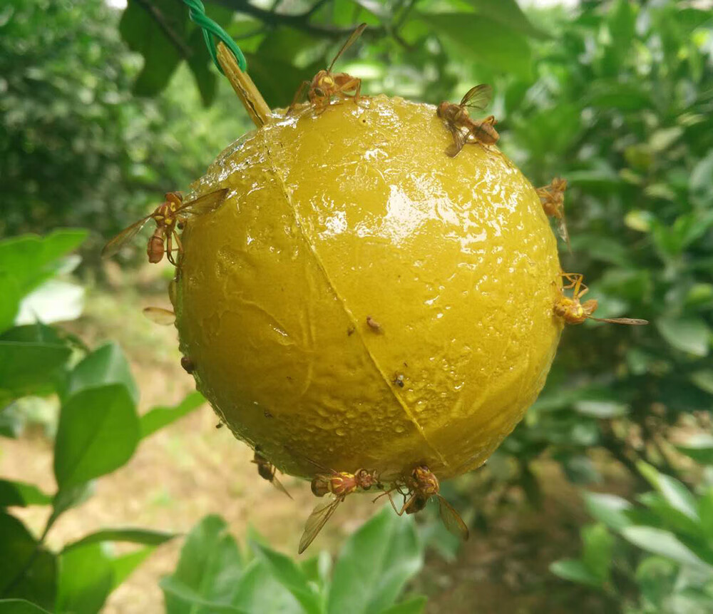 柑橘大实蝇诱蝇球粘虫球板灭果蝇神器水果店果园实蝇贴针蜂器 【无引