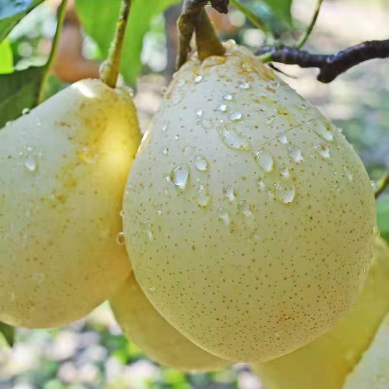 水晶梨(鸭梨)河北赵县 水晶梨大果5斤装