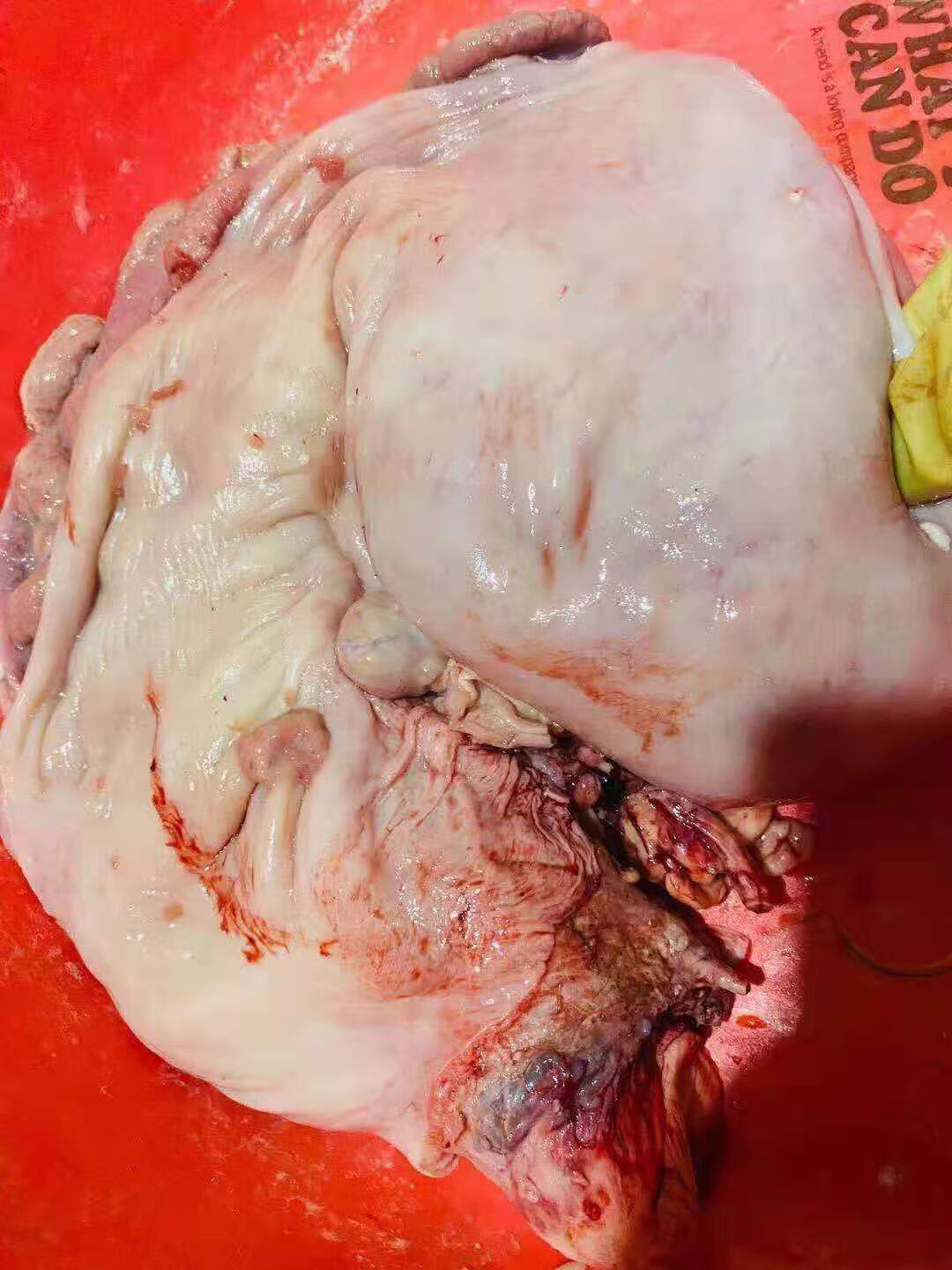 牛胎盘黄牛包衣新鲜冷冻食用牛胞衣广东火锅食材男女皆宜一副装10斤多