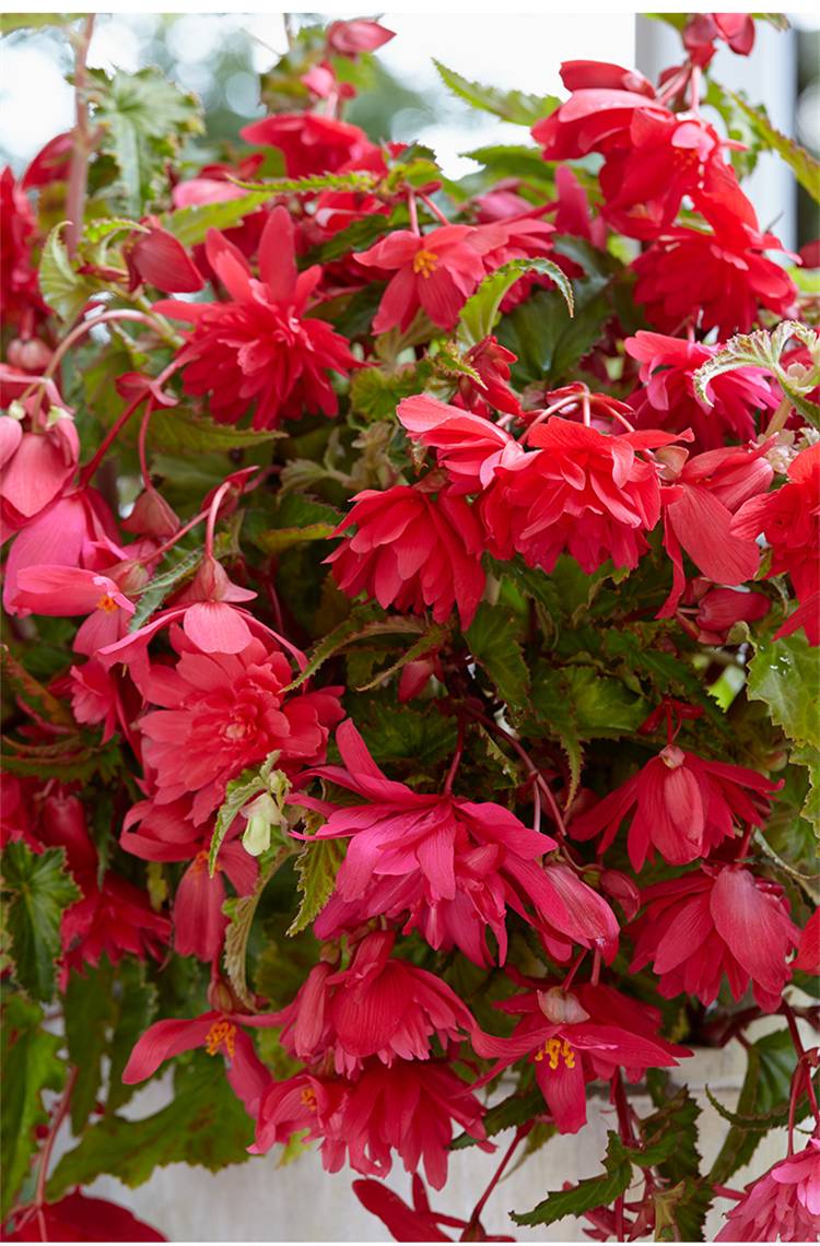 左家花园进口球根海棠种球直立型夫妻海棠花种子阳台多年生花卉玫瑰