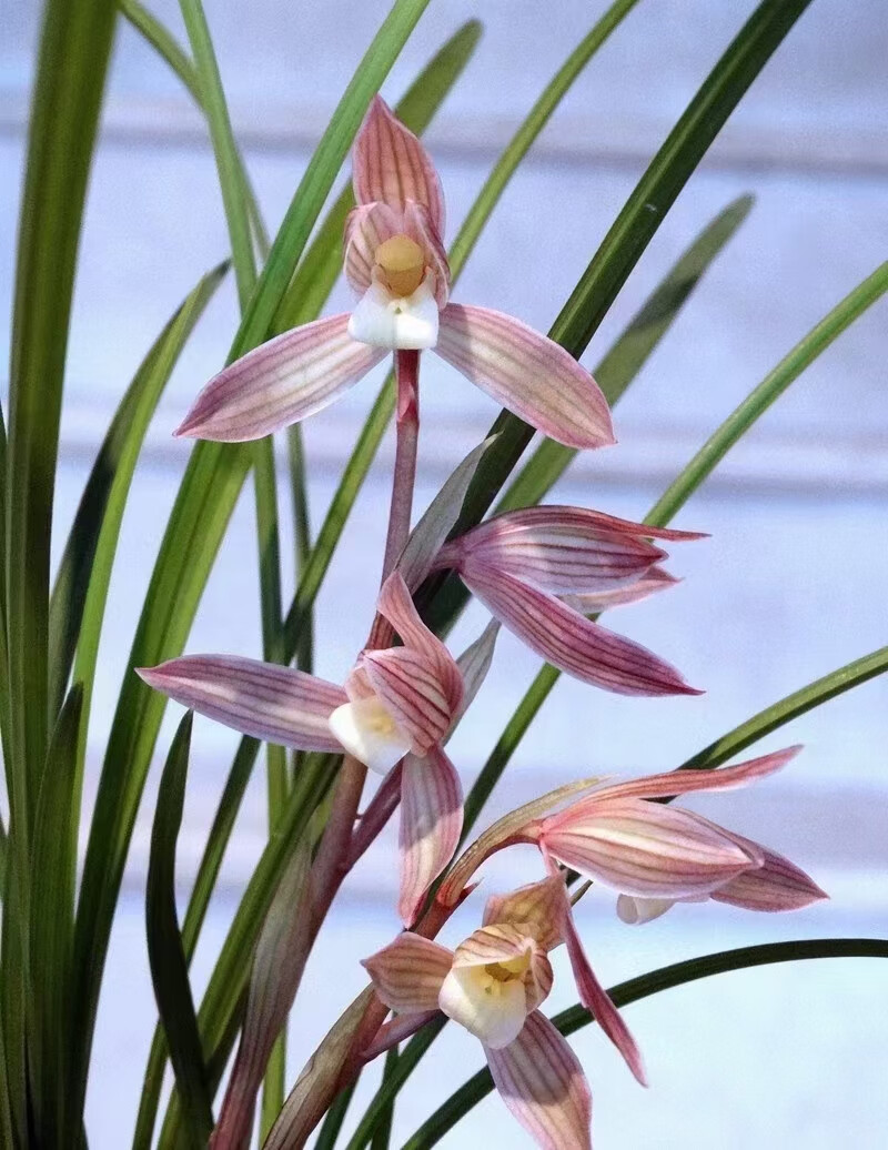 浙江當年開花蘭花苗春蘭金黃素濃香陽臺盆栽綠植花卉蓮瓣蘭碧龍紅素5