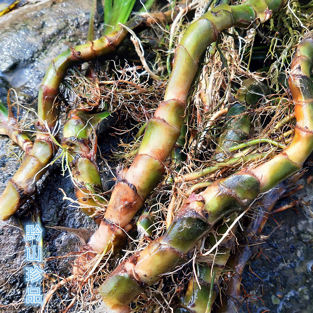 石昌蒲山菖蒲 香菖蒲水剑草石菖浦臭蒲根新鲜晒干500g石菖蒲 图片色