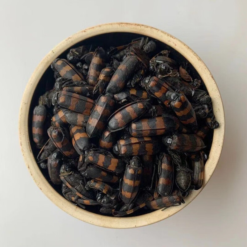 花初醒 云南中药材斑毛,蝥虫,斑毛,班虫精选大个10克中药材花初醒