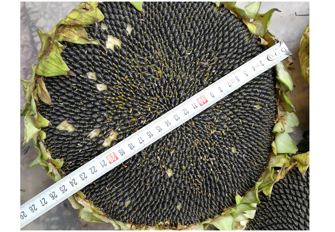 中科茂华 蔬菜种子 三系杂交79-79矮大盘油葵种子 矮大头榨油用葵花