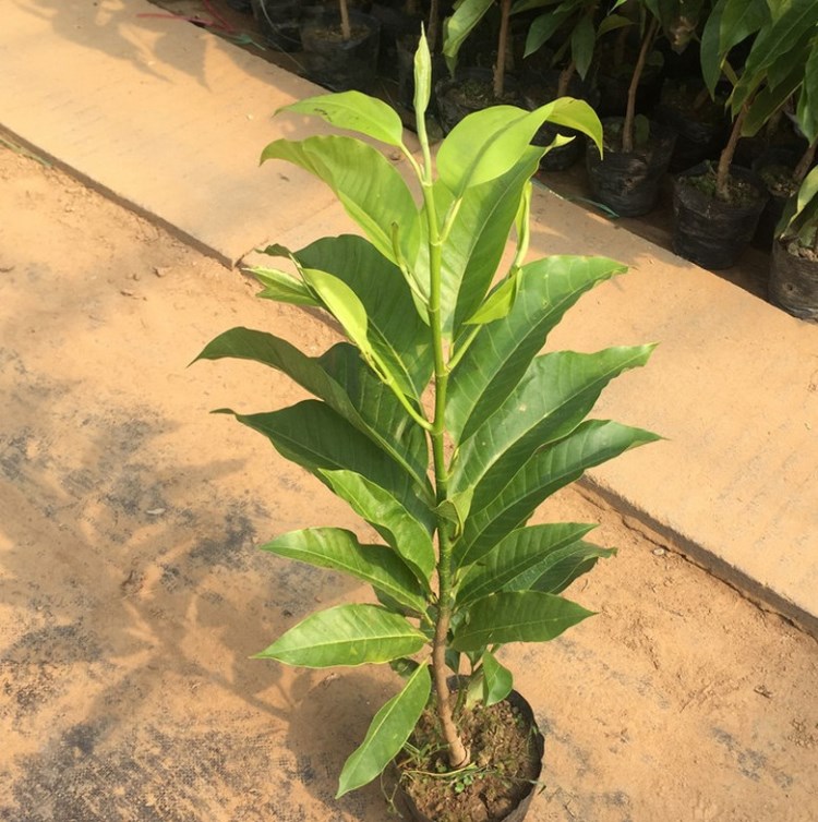 白兰花盆栽 嫁接黄角兰黄桷兰白玉兰黄玉兰花苗树苗庭院苗 黄兰3年苗