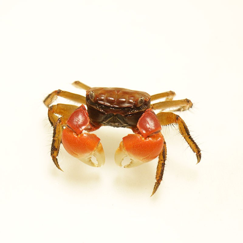 麦叮卡 红螯相手蟹无齿螳臂相手蟹淡水螃蟹活体观赏蟹迷你宠物蟹相手