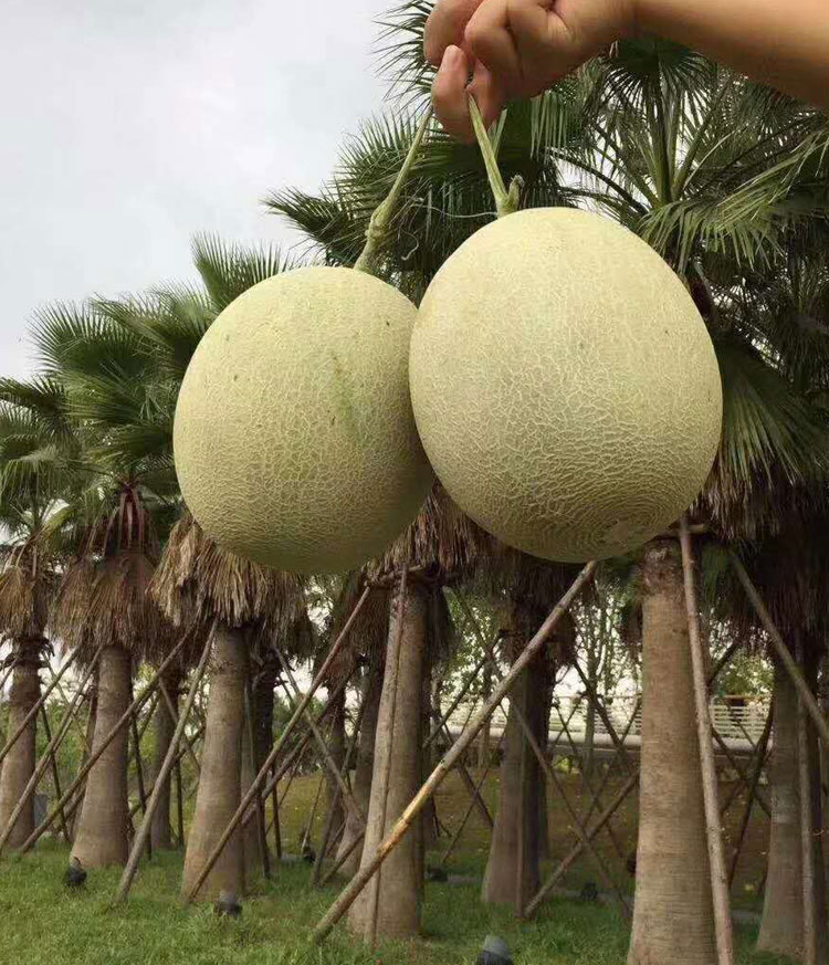 海南玫珑蜜瓜网纹瓜2颗口口蜜绿肉哈密瓜玲珑瓜引进日本品种静冈玫珑
