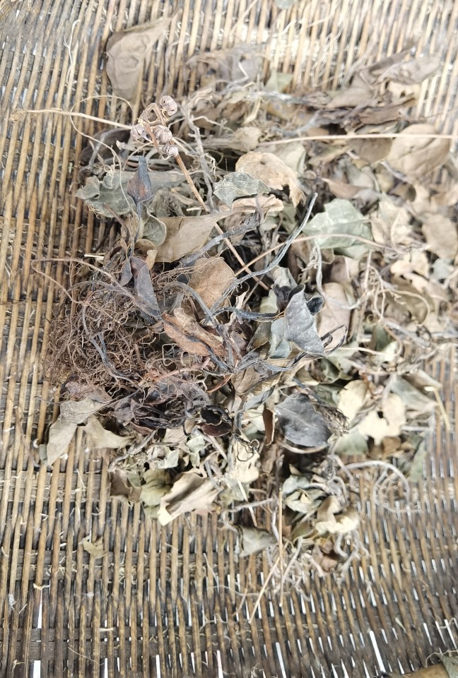 秦岭野生正宗紫背鹿含草天葵秋海棠散血子红叶马蹄鹿衔草500g干货250g