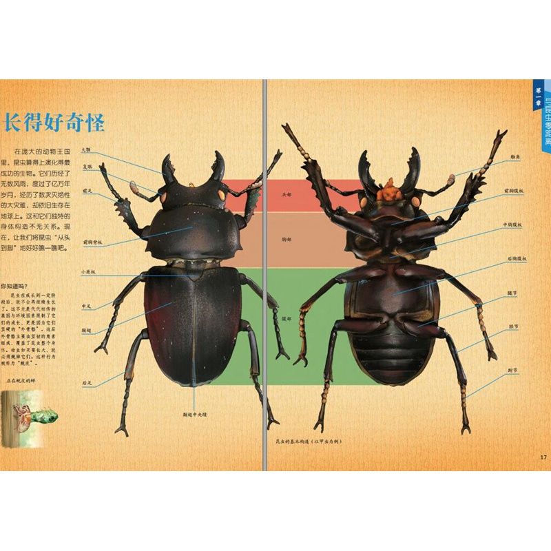 昆虫图鉴 昆虫识别图鉴昆虫书籍 昆虫百科全书图鉴 自然百科知识